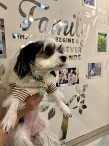 チップ　ギャラリー